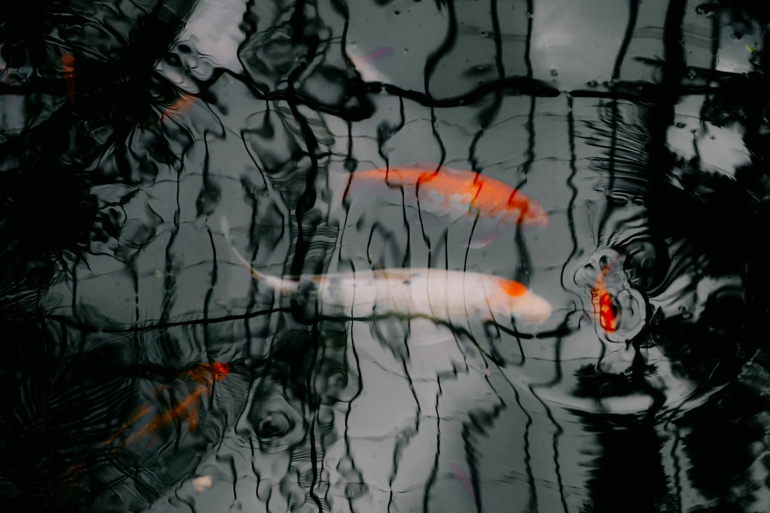 orange fish in dark water